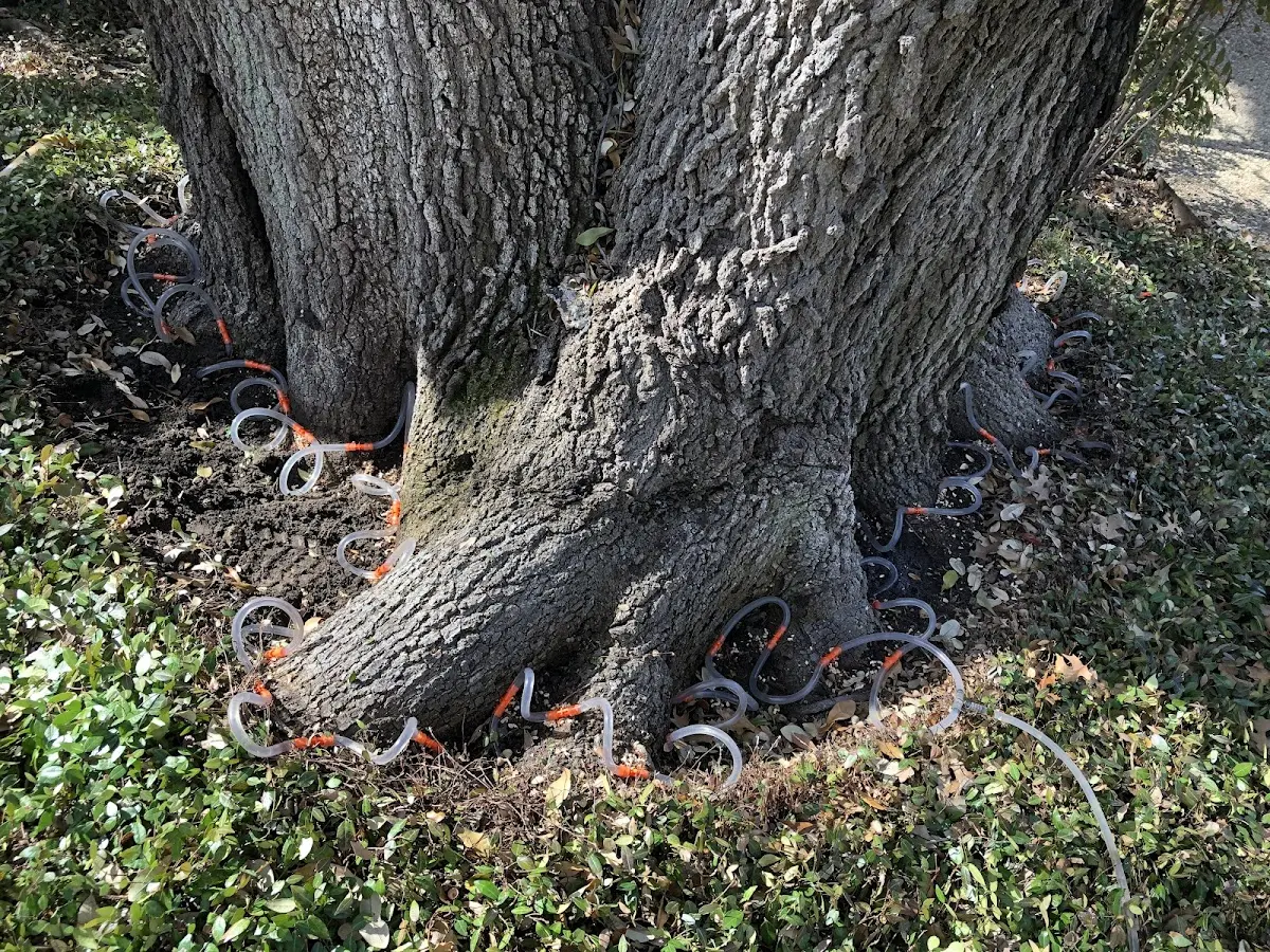 Detailed Shrub and Hedge Trimming job site in Stanton