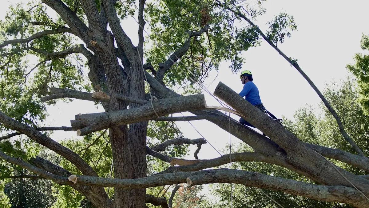 Professional Hazardous Tree Removal performed by certified arborists in Stanton